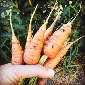 Growing Winter Carrots: Rooting for Compliments